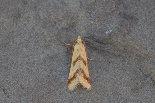 Réf. 246 734 : Aethes sp.